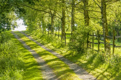 Foto: Schnapsgläser auf Holzbrett